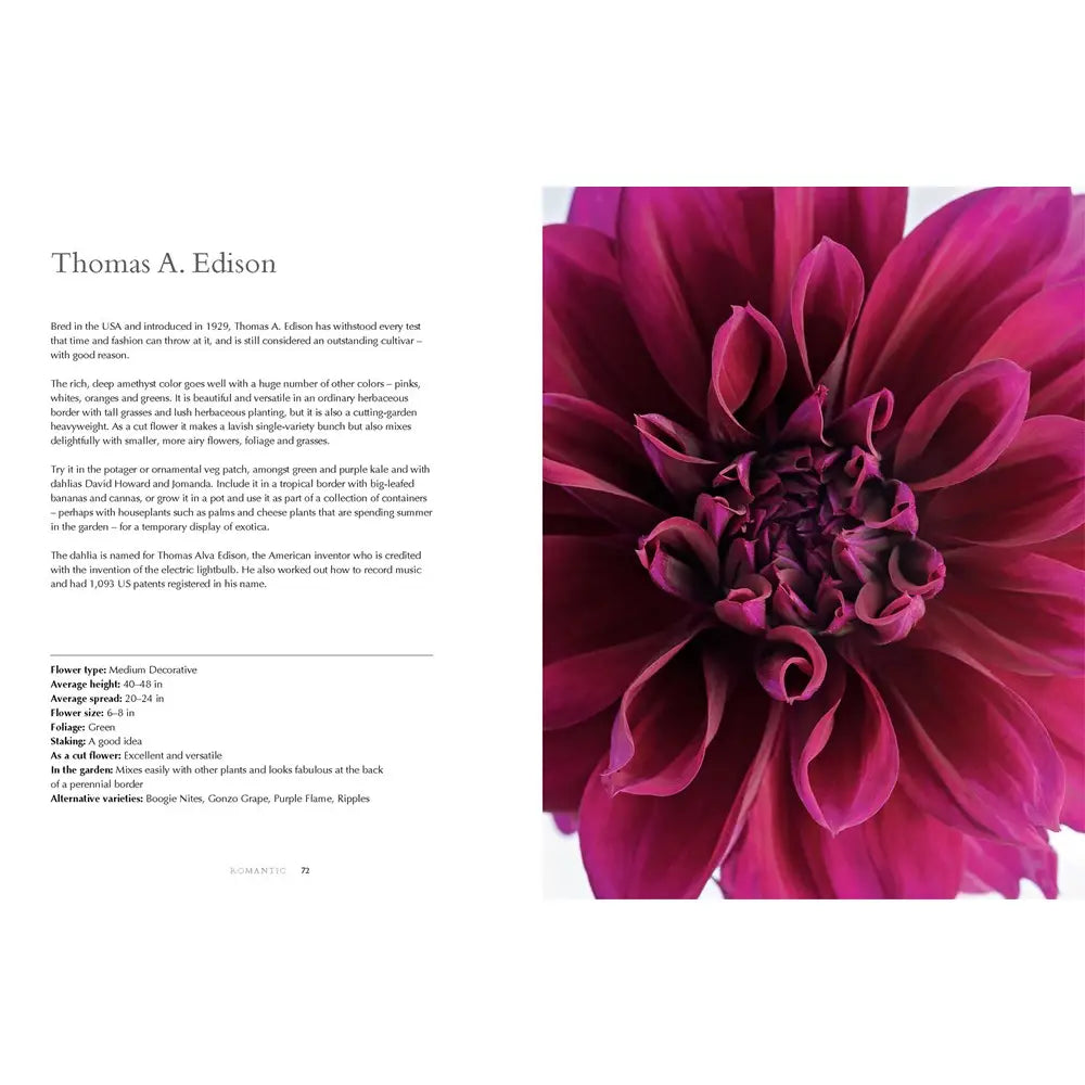 Dahlias