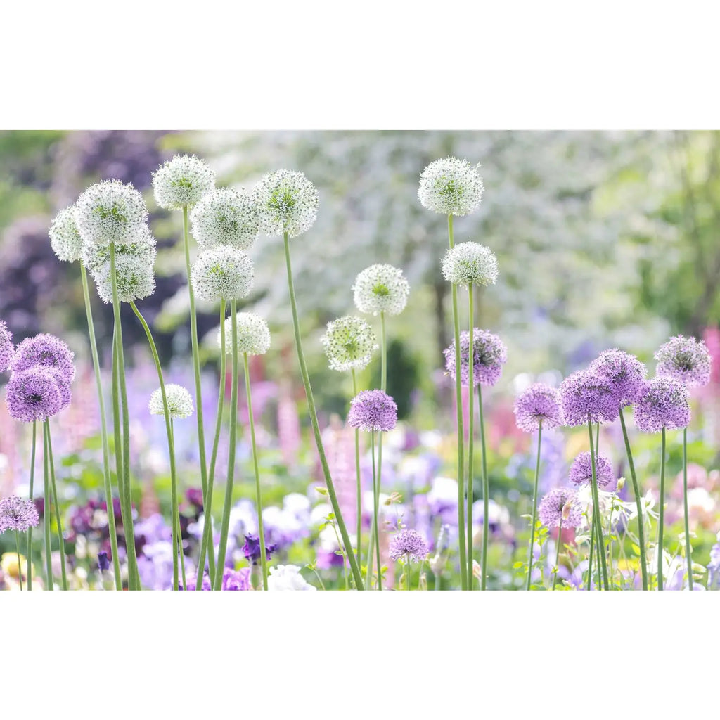 Beautiful Blooms